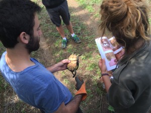 analyse et suivi des tortues cistudes, méthode papier stylo IMG_2375