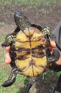 tortue cistude blessée tortue article