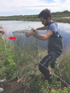 relevé des nasses près de l'étang relevé des nasses près de l'étang